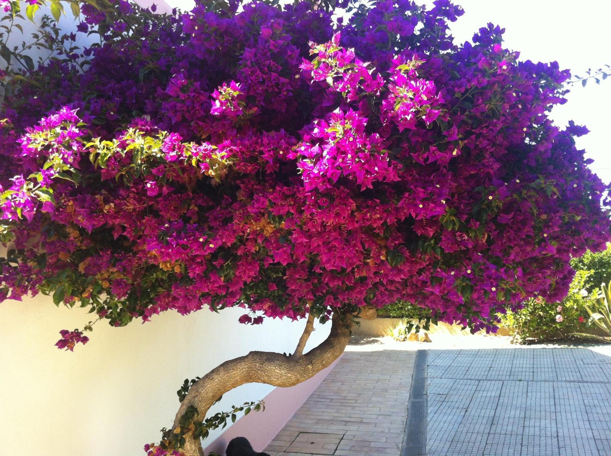 Casa Do Cabo De Santa Maria Ξενοδοχείο Σάγκρες Εξωτερικό φωτογραφία